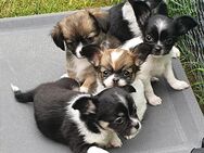 Chihuahua Welpen abgabebereit - Langenfeld (Rheinland)