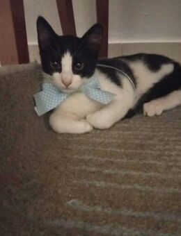 Lilo aus dem Tierschutz - Grevenbroich