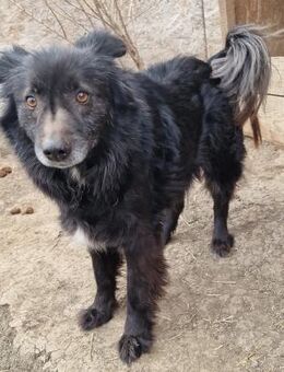 Danton - aufgeschlossen und entspannt - Westerholt