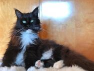 MaineCoon Katze mit Stammbaum - Brücken