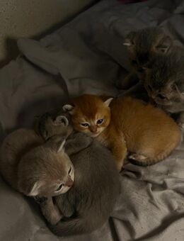 Reinrassig BKH-Kitten - Wuppertal