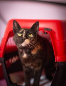 Luna aus dem Tierschutz - Grevenbroich