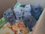 BKH, BLH Kitten, Kätzchen, Katzenbabys reinrassig - Wuppertal
