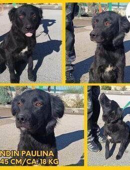 Zuckerschnute Paulina sucht ein Zuhause - Margetshöchheim