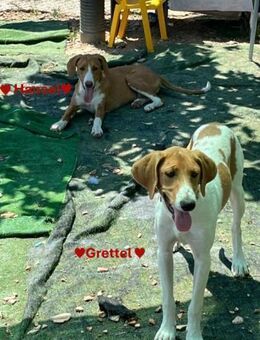 Hansel & Grettel das Glück im Doppelpa - Stein-Wingert