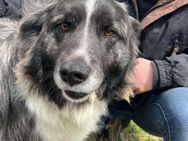 Gipsy sucht liebe Menschen - Neuhausen (Fildern)