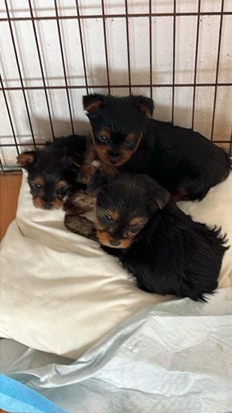 Yorkshire Terrier Welpen mini Rüde