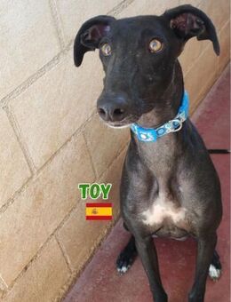 Toy - lustig und verspielt - Heppenheim (Bergstraße)