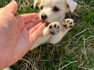 Jack Russel/ Papillon Mix Welpen - Neuenkirchen (Landkreis Diepholz)