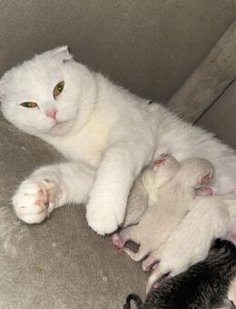 4 süße Kitten suchen ein neues zu Hause - Weiterstadt