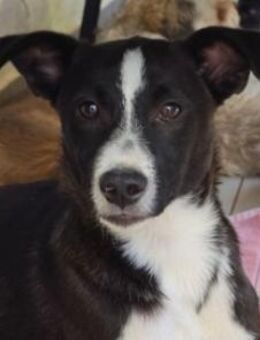 Aapo sucht Liebe und Abenteuer - Kallmünz