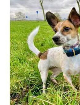 Vermittlungshilfe für Bibi - Oberhausen