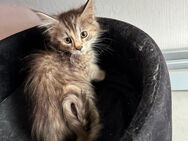 Maine coon XXL dürfen ausziehen - Essen