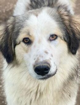 Soave, geb. ca. 12/2023, GRIECHENLAND - Markdorf