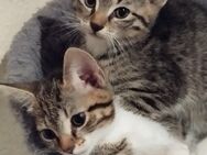 Hauskatzen kitten - Windeck