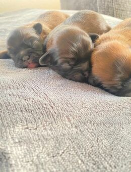 Pekinesen Welpen - Seehausen (Altmark, Hansestadt)