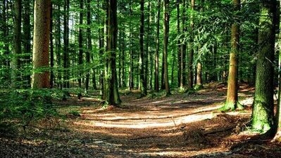 Der Wald ist Ihr Nachbar, und das in innenstadtnaher Lage von Münster-Gremmendorf auf einem herrlich ruhigen, 1080 m² großen Südwest-Grundstück !!