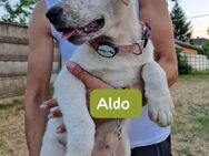 Aldo sucht eine Pflegestelle - Olfen