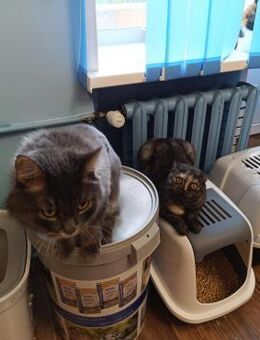 Malta (Einzelkatze) - Berlin