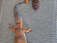 Leoparden Gecko Weibchen und Männchen - Hamburg