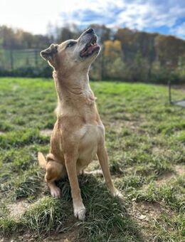 PRINZ - mit Elan und Freude dabei sein - Overath