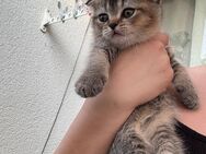 🐱 Wunderschönes BKH-Kätzchen (Mädchen) sucht liebevolles Zuhause – Abgabe ab 12.06.2025 🏡 - Darmstadt Oststadt