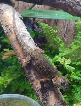 Malachit-Stachelleguan (Sceloporus malachiticus) NZ - Berlin