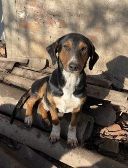 Spasoje der Hund mit dem Lächeln - Müglitztal