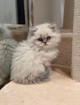 Britisch Langhaar Kitten - Lübeck