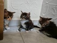 4 Maine Coon Kitten sind noch auf der Suche nach ihren Familien - Wörrstadt