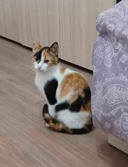 Katze BABY zwischen Autogaragen gefunden - Augsburg