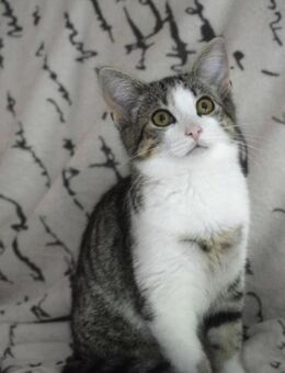 Perry und Lulu, leben in 48683 Ahaus - Markdorf