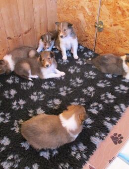Collie Welpen 1. Rüde noch frei....... - Ronneburg Zentrum