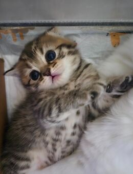 Britisch Kurzhaar Kitten Katzenbaby - Krefeld Zentrum