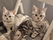 Black Silver Tabby Classic- Marmor, Viskaskatzen,BKH Kitten. - Hamburg