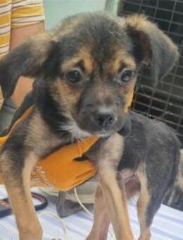 Koji - Pflegestelle oder Zuhause gesucht - Oberwies