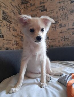 Zwerg spitz welpe 5monate alt sucht ein liebevolles Zuhause er ist sehr lieb und sehr verspielt - Viersen