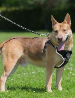 NOTFALL Zeusel - Übersehener Schatz - Obertshausen