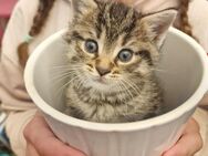 3 "Maikatzen" Kitten am 06.06.2024 geboren - Berlin Reinickendorf