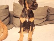 Doberman mix Welpe sucht zuhause - Sieverstedt