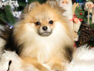 Pomeranian / Deutscher Zwergspitz Rüde sucht neues Zuhause - Bad Iburg