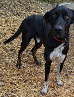 Sirius - Weilmünster