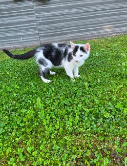 Sehr hübscher BKH Mix Kater - Gernrode