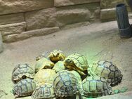 Ägyptische Landschildkröten (Testudo kleinmanni) zu verkaufen - Leer (Ostfriesland) Zentrum