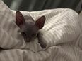 Sphynx Kitten männlich in 51109