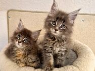 Maine Coon Kitten - Liebenau (Niedersachsen)