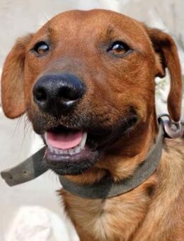 Bogyó von kettenlos - Bollingstedt