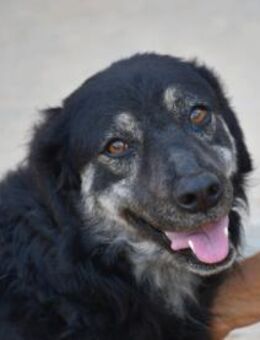 Bonnie wünscht sich ein Zuhause - Neuss