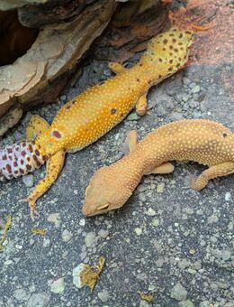 2 Leopardgeckos abzugeben 20€ - Struxdorf