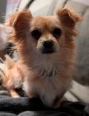 Chihuahua-Mix Hündin Bibi sucht ein tolles Zuhause für Immer in 41061